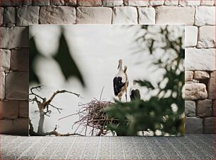 Πίνακας, Storks on Nest in Nature Πελαργοί στη Φωλιά στη Φύση