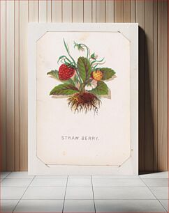 Πίνακας, Straw Berry card from the Plant with Root series