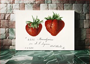 Πίνακας, Strawberries (Fragaria) by Deborah Griscom Passmore (1840–1911)