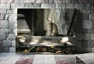 Πίνακας, Street Cat in Sunlight Γάτα του δρόμου στο φως του ήλιου