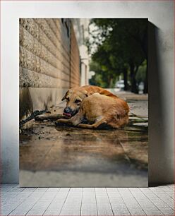 Πίνακας, Street Dog Resting Street Dog Resting