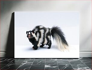 Πίνακας, Striped Skunk in White Background Ριγέ Skunk σε λευκό φόντο
