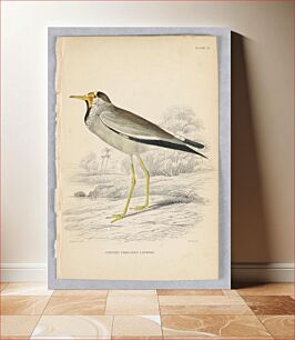 Πίνακας, Striped-Throated Lapwing, Plate 27 from Birds of Western Africa, William Home Lizars
