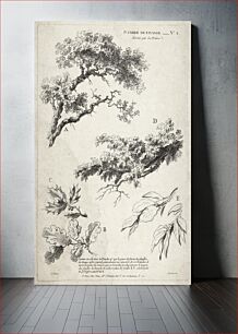Πίνακας, Studie van takken met bladeren (ca. 1732–1776) in high resolution by Gilles Demarteau
