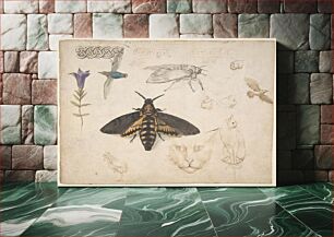 Πίνακας, Studies of a Gentian, Moth, Birds, Cats, Interlacing Motif, and Greek Frets (recto); Ornamental Studies with Figures (verso)