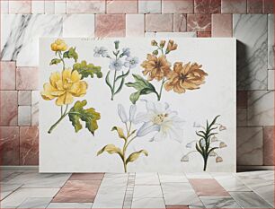Πίνακας, Studies of Five Flowers (Tab: No. 13) during 18th century