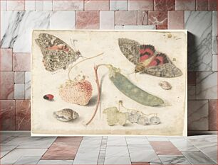 Πίνακας, Studies of Fruits, Insects and Shells
