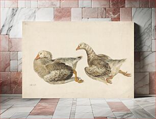 Πίνακας, Studies of Geese