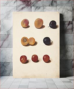 Πίνακας, Studies of plums by Johanna Fosie