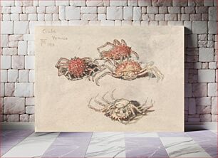 Πίνακας, Studies of Spider Crabs, Venice