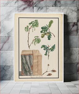 Πίνακας, Studies of the blossoms, fruits and trunk of an English oak (Quercus robur) by Ludwig Pfleger