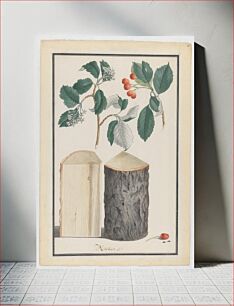 Πίνακας, Studies of the leaves, blossoms, fruits and trunk of a whitebeam (Sorbus subgenus Aria) by Ludwig Pfleger
