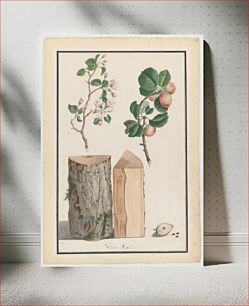 Πίνακας, Studies of the trunk, blossoms and fruit of a wild apple tree (Malus sylvestris) by Ludwig Pfleger