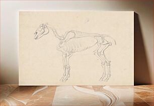 Πίνακας, Study of a horse skeleton by Friedrich Carl von Scheidlin by Friedrich Carl von Scheidlin