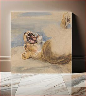 Πίνακας, Study of a Lioness