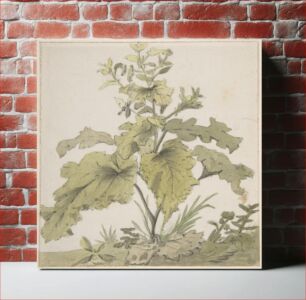 Πίνακας, Study of a Plant