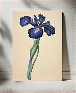 Πίνακας, Study of an Iris (Iris sp.)