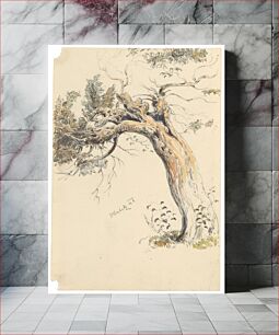 Πίνακας, Study of an old tree trunk by Friedrich Carl von Scheidlin
