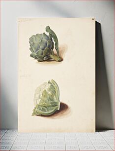 Πίνακας, Study of artichoke and cauliflower head by Johanna Fosie