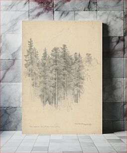 Πίνακας, Study of coniferous trees