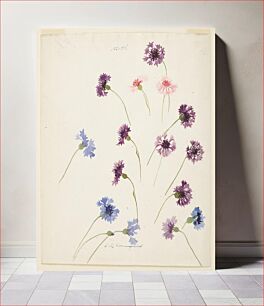 Πίνακας, Study of Cornflowers, Sophia L. Crownfield