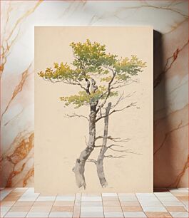 Πίνακας, Study of deciduous tree by Friedrich Carl von Scheidlin