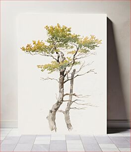 Πίνακας, Study of deciduous tree by Friedrich von Scheidlin