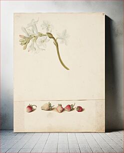 Πίνακας, Study of flower and strawberry by Johanna Fosie