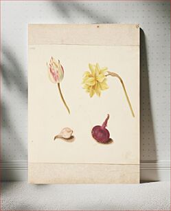 Πίνακας, Study of flowers and bulbs by Johanna Fosie
