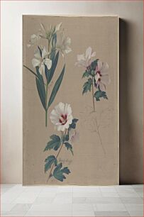 Πίνακας, Study of Hibiscus Plants