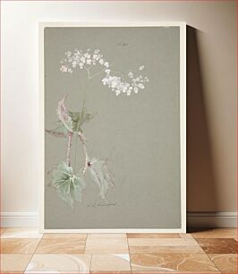 Πίνακας, Study of Pink Begonia by Sophia L. Crownfield