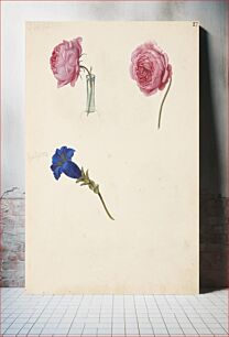 Πίνακας, Study of pink rose and blue flower by Johanna Fosie