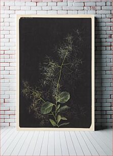 Πίνακας, Study of Plant, Possibly Tufted Hairgrass, Sophia L. Crownfield