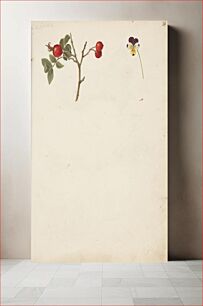 Πίνακας, Study of rose hip and pansy by Johanna Fosie