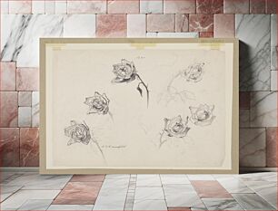 Πίνακας, Study of Roses by Sophia L. Crownfield