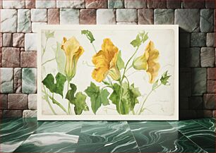 Πίνακας, Study of Squash or Pumpkin Plants, Sophia L. Crownfield