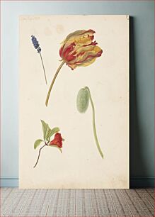 Πίνακας, Study of tulip and other flowers by Johanna Fosie