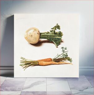 Πίνακας, Study of turnips and carrots (1751) vegetable illustration by Johanna Fosie
