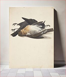 Πίνακας, Study of two dead blackbirds, male and female, lying down by Johanna Fosie