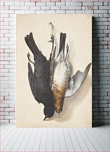 Πίνακας, Study of two dead blackbirds, male and female, suspended by string one on a hook, Johanna Fosie