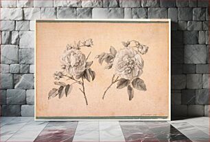 Πίνακας, Study of Two Roses, Anne Vallayercoster