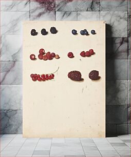 Πίνακας, Study of various berries by Johanna Fosie
