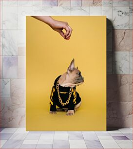 Πίνακας, Stylish French Bulldog Posing Κομψή ποζάρισμα γαλλικού μπουλντόγκ