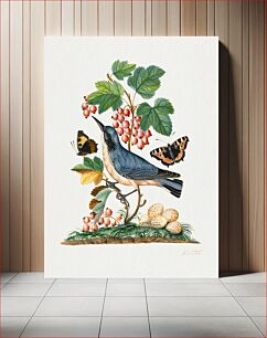 Πίνακας, Subalpine warbler and eggs, strawberry, Red Admiral, wasp cocoon, ants and cocoons from the Natural History Cabinet of Anna Blackburne (1768) by