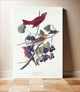 Πίνακας, Summer red bird. Tanager