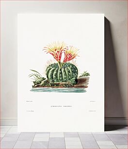 Πίνακας, Sun Cup Cactus (Echinocactus Concinnus) from Iconographie descriptive des cactées by Charles Antoine Lemaire (1801–1871)