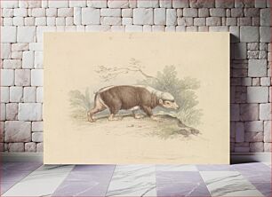 Πίνακας, Sunda Stink Badger by Charles Hamilton Smith