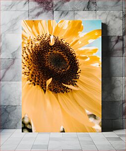 Πίνακας, Sunflower Close-Up Κοντινό πλάνο ηλίανθου