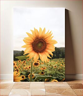 Πίνακας, Sunflower Field Ηλιοτρόπιο