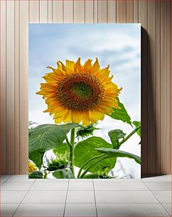 Πίνακας, Sunflower in Bloom Sunflower in Bloom